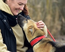 DONALDC57, Hund, Mischlingshund in Slowakische Republik - Bild 6