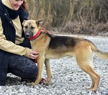 DONALDC57, Hund, Mischlingshund in Slowakische Republik - Bild 7