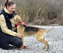 DONALDC57, Hund, Mischlingshund in Slowakische Republik - Bild 8