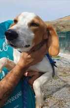 GIOTTO, Hund, Mischlingshund in Italien - Bild 3