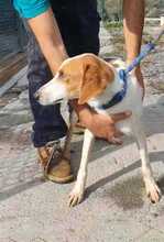 GIOTTO, Hund, Mischlingshund in Italien - Bild 4