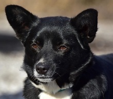 DASENKA, Hund, Mischlingshund in Slowakische Republik - Bild 1