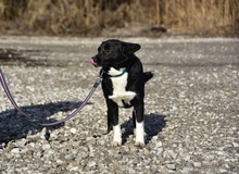 DASENKA, Hund, Mischlingshund in Slowakische Republik - Bild 10