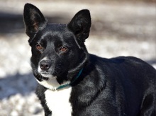 DASENKA, Hund, Mischlingshund in Slowakische Republik - Bild 12