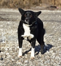 DASENKA, Hund, Mischlingshund in Slowakische Republik - Bild 2