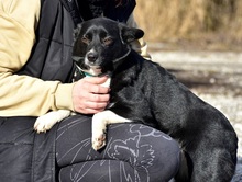 DASENKA, Hund, Mischlingshund in Slowakische Republik - Bild 4