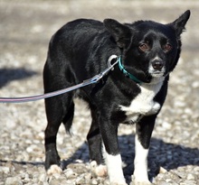 DASENKA, Hund, Mischlingshund in Slowakische Republik - Bild 5