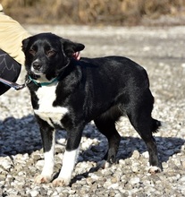 DASENKA, Hund, Mischlingshund in Slowakische Republik - Bild 7