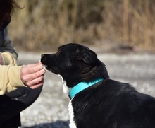 DASENKA, Hund, Mischlingshund in Slowakische Republik - Bild 8