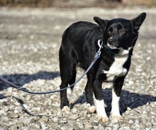 DASENKA, Hund, Mischlingshund in Slowakische Republik - Bild 9