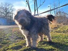 WINSTON, Hund, Hirtenhund-Mix in Ungarn - Bild 2