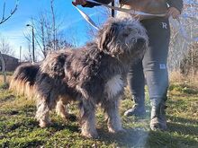 WINSTON, Hund, Hirtenhund-Mix in Ungarn - Bild 3