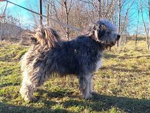 WINSTON, Hund, Hirtenhund-Mix in Ungarn - Bild 6