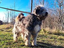 WINSTON, Hund, Hirtenhund-Mix in Ungarn - Bild 7