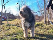 WINSTON, Hund, Hirtenhund-Mix in Ungarn - Bild 9