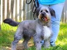 WINSTON, Hund, Mioritic Hirtenhund-Mix in Ungarn