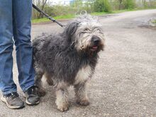 WINSTON, Hund, Mioritic Hirtenhund-Mix in Ungarn - Bild 10