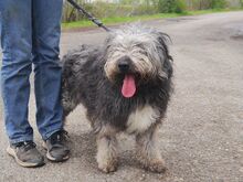 WINSTON, Hund, Mioritic Hirtenhund-Mix in Ungarn - Bild 11