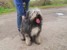 WINSTON, Hund, Mioritic Hirtenhund-Mix in Ungarn - Bild 12