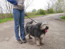 WINSTON, Hund, Mioritic Hirtenhund-Mix in Ungarn - Bild 13