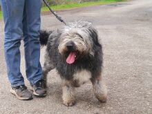 WINSTON, Hund, Mioritic Hirtenhund-Mix in Ungarn - Bild 14