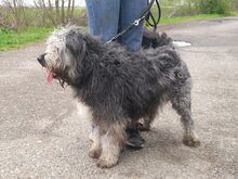 WINSTON, Hund, Mioritic Hirtenhund-Mix in Ungarn - Bild 15
