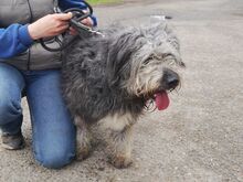WINSTON, Hund, Mioritic Hirtenhund-Mix in Ungarn - Bild 17