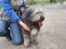 WINSTON, Hund, Mioritic Hirtenhund-Mix in Ungarn - Bild 18