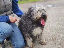 WINSTON, Hund, Mioritic Hirtenhund-Mix in Ungarn - Bild 19