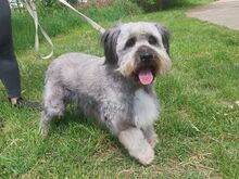 WINSTON, Hund, Mioritic Hirtenhund-Mix in Ungarn - Bild 2
