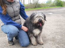 WINSTON, Hund, Mioritic Hirtenhund-Mix in Ungarn - Bild 20