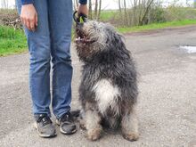 WINSTON, Hund, Mioritic Hirtenhund-Mix in Ungarn - Bild 21