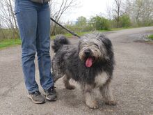 WINSTON, Hund, Mioritic Hirtenhund-Mix in Ungarn - Bild 23