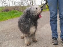 WINSTON, Hund, Mioritic Hirtenhund-Mix in Ungarn - Bild 24