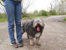 WINSTON, Hund, Mioritic Hirtenhund-Mix in Ungarn - Bild 25