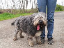 WINSTON, Hund, Mioritic Hirtenhund-Mix in Ungarn - Bild 26