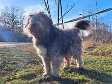 WINSTON, Hund, Mioritic Hirtenhund-Mix in Ungarn - Bild 27