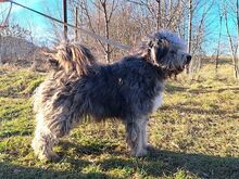 WINSTON, Hund, Mioritic Hirtenhund-Mix in Ungarn - Bild 29