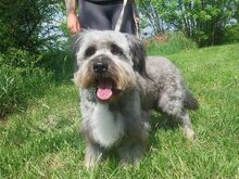 WINSTON, Hund, Mioritic Hirtenhund-Mix in Ungarn - Bild 3