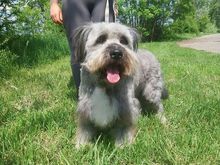 WINSTON, Hund, Mioritic Hirtenhund-Mix in Ungarn - Bild 4