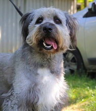 WINSTON, Hund, Mioritic Hirtenhund-Mix in Ungarn - Bild 6