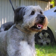 WINSTON, Hund, Mioritic Hirtenhund-Mix in Ungarn - Bild 7