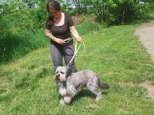 WINSTON, Hund, Mioritic Hirtenhund-Mix in Ungarn - Bild 8