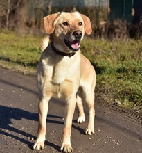 OMARS257, Hund, Labrador Mischling in Slowakische Republik - Bild 2