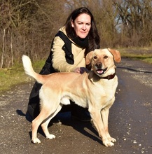 OMARS257, Hund, Labrador Mischling in Slowakische Republik - Bild 3