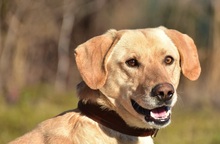 OMARS257, Hund, Labrador Mischling in Slowakische Republik - Bild 4