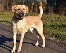 OMARS257, Hund, Labrador Mischling in Slowakische Republik - Bild 5