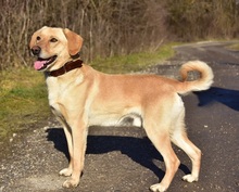 OMARS257, Hund, Labrador Mischling in Slowakische Republik - Bild 6