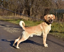 OMARS257, Hund, Labrador Mischling in Slowakische Republik - Bild 7