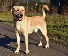 OMARS257, Hund, Labrador Mischling in Slowakische Republik - Bild 8